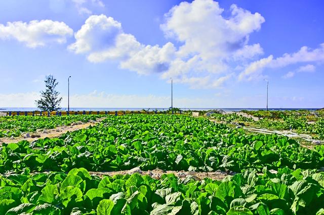 “点沙成土”，西沙海滩种植蔬菜首获成功