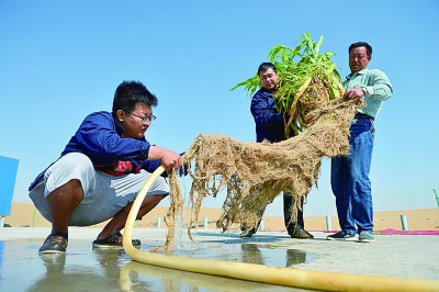 沙漠变绿洲：从25亩到17000亩